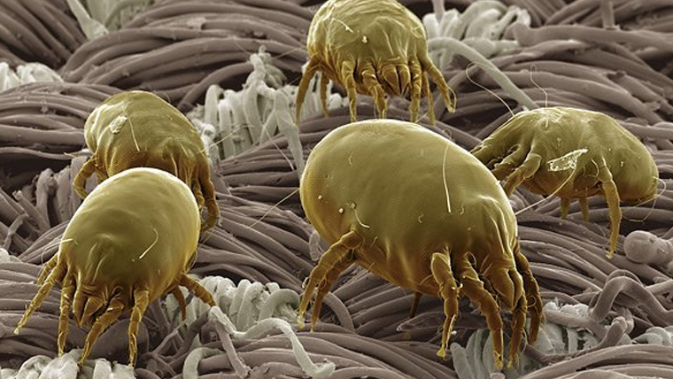 dust-mites